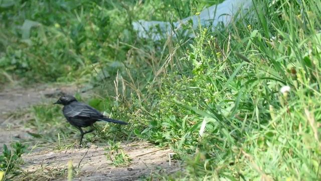 Белая Трясогузка черного цвета, птица меланист, Black wagtail смотреть онлайн