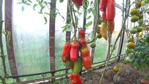 Сорта томатов Африканская лиана и Дядя Степа