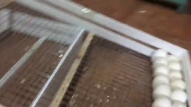 Инкубирование индюшиных яиц. 1 Часть. (укладка в лоток, овоскопирование). смотреть онлайн