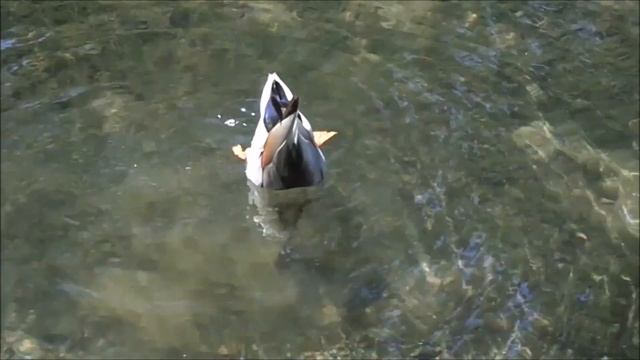 Американские водоплавающие птицы
