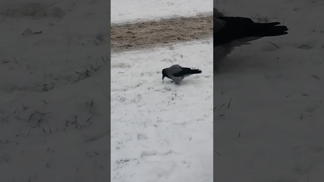 Самец вороны в бешенстве / Hooded crow male is angry