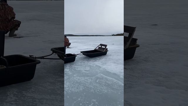 Окуньки #fishing #природа #путешествия #карелия #счастье #озеро #тикша #мотособака #рыбалка # смотреть онлайн