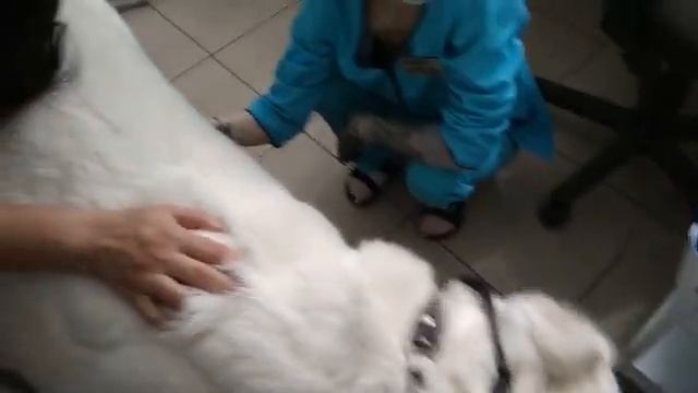 Алабай. Укусил клещ обработанную собаку. Снова едем в клинику, сдаем анализы. Нашли болячки. смотреть онлайн