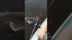 сом 72 килограмма . Рыбинское водохранилище.