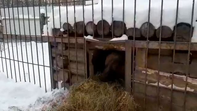 Медведь готовится к спячке смотреть онлайн