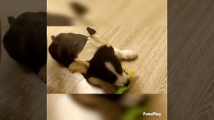 У Лотоса корона. Корги кардиган, щенок. Ставим ушки.