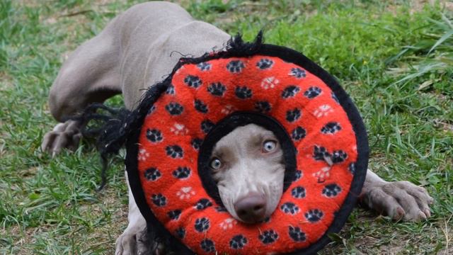 Are Weimaraners Good with Cats? смотреть онлайн