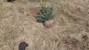 Голубые ели в саду у дома. Создаю уголок для расслабления, отдыха душой и телом