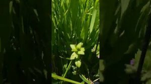 Chickweed (Stellaria) and Pimpernel (Anagallis)