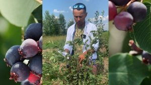 ? ИРГА СЛЕЙТ (SLEYT) ? Описание cамого сладкого сорта ирги.