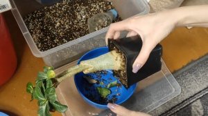ПЕРЕСАДКА АДЕНИУМОВ Подвои с проблемами и не только #адениум #adenium