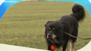 Планета собак. Бурят-монгольский волкодав