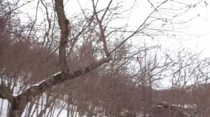 Фундук и мраморный клоп.