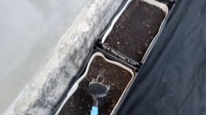 Применяю Трихоцин