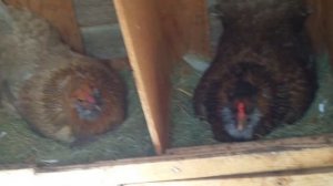 Мои куры породы амераукана, несущие пасхальные зелёные яйца