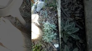 Чистец византийский, секреты ухода!!!