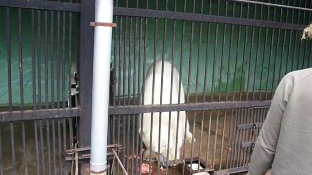 Белый медведь кушает мясо. Зоопарк. смотреть онлайн