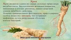Хрен – корень и листья: польза и вред для здоровья человека, пищевая ценность, химический состав, .