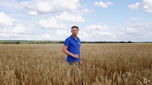Как получить высокий урожай озимой пшеницы.Производственные эксперименты ФосАгро в Орловской област