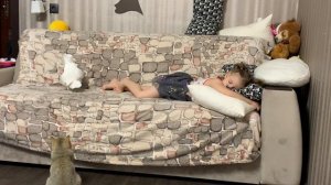 Попугай КАКАДУ играет, кот скоттиш страйт смотрит)))