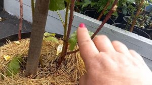 Ежемалина Тайбери.