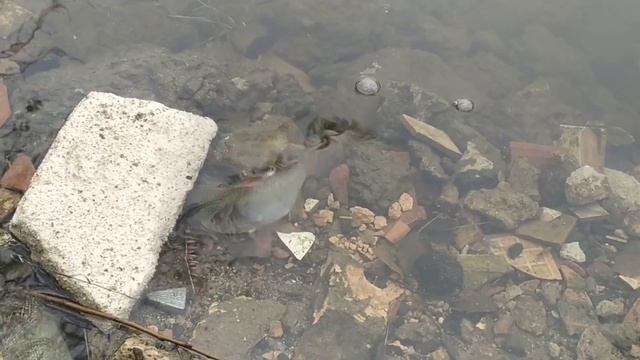 1 января. Как там с клёвом на Кривой бухте. Рыбалка на Днепре смотреть онлайн