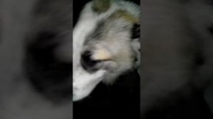 Как приучить алабая