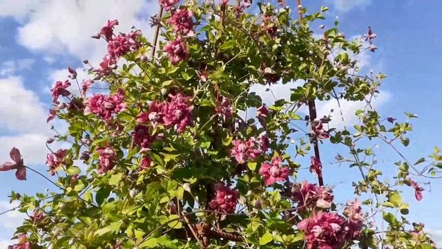 Клематис Пурпуреа Плена Элеганс #цветениеклематиса #Пурпуреапленаэлеганс смотреть онлайн