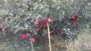 Яблоня "Рихард" на семенном подвое