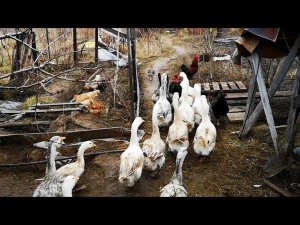Утро после дождика в понедельник, утиная кладка