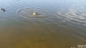 Ловля леща спиннингом на китайскую микро коллебалку Yapada.