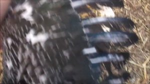 КАК ПОДРЕЗАТЬ КРЫЛЬЯ МУСКУСНЫМ УТКАМ/ИНДОУТКАМ