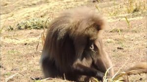 The Gelada Mountain Monkeys Of Ethiopia