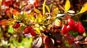 Барбарис как пища и лекарство.