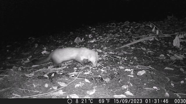 kuna skalná смотреть онлайн