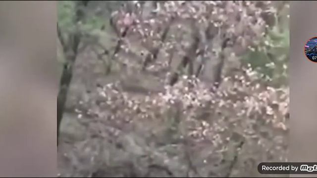 , настоящие настоящее видео с гуманоидами🤯👽 смотреть онлайн