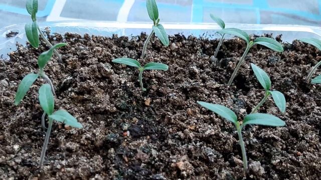 Рассада семь дней. Помидоры,перцы,баклажаны,арбуз,дыня. смотреть онлайн