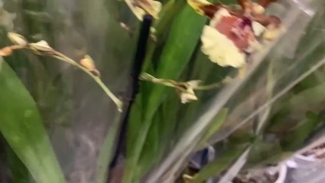 ??Орхидеи во Флорэвиль Москва 02.09.22