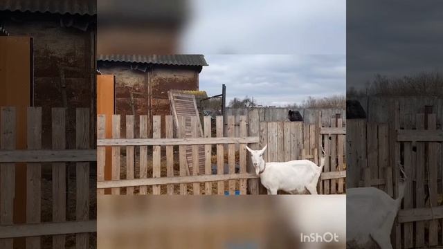 Мой метод воспитания животных, метод старинного племени. смотреть онлайн