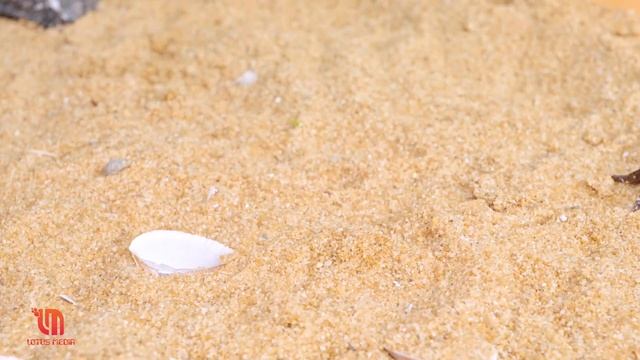 おいしいミニチュアカエルのお粥 | 写真 写真ミニチュア食品 | ミニチュアキッチン смотреть онлайн