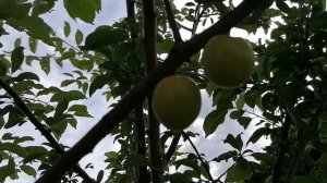 Наша алыча сорта Злато Скифов в плодах