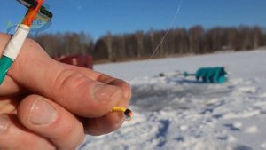 Как ловить карася зимой? На что ловить карася зимой? Где ловить карася зимой?