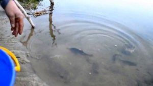 Зарыбление водоёма Мышкино район Пашино