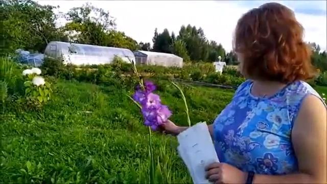 Гладиолусы ожидание vs реальность Как нас обманывают этикетки смотреть онлайн