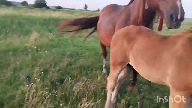 #лошади/КОБЫЛА ВИШНЯ И МАЛЫШ БРАСЛЕТ?horses