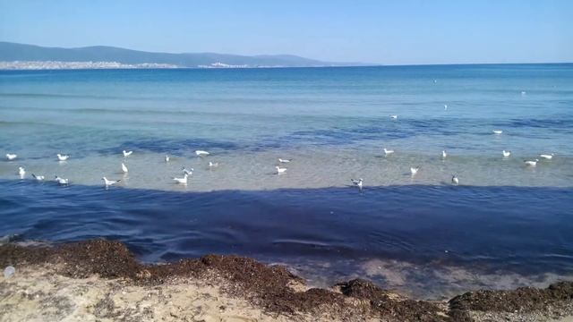 Чайки на Солнечном Берегу смотреть онлайн