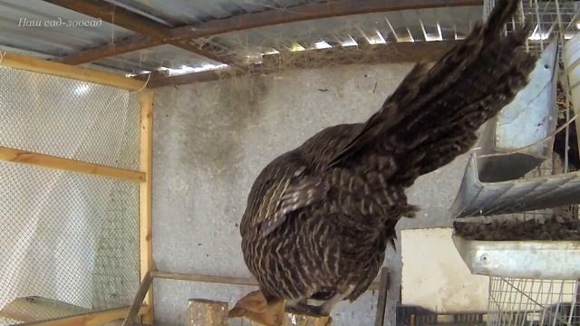 Chicken-pheasant hybrids Хвосты бывают разные # 1 смотреть онлайн