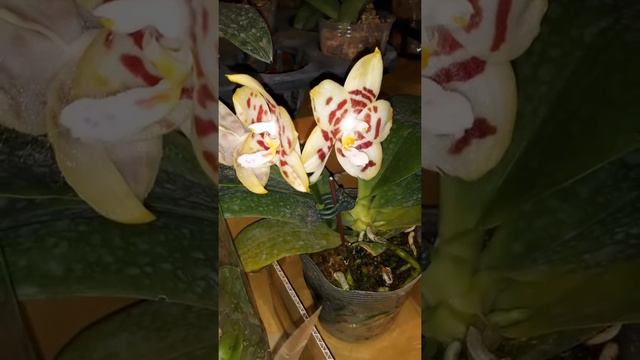 Выставка орхиде в Дрездене. Exhibition of orchids in Dresden