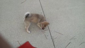 Norwegian Buhund puppy at 8 weeks old