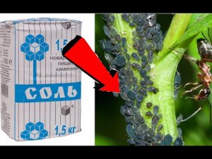 Как избавиться от тли за 3 минуты.